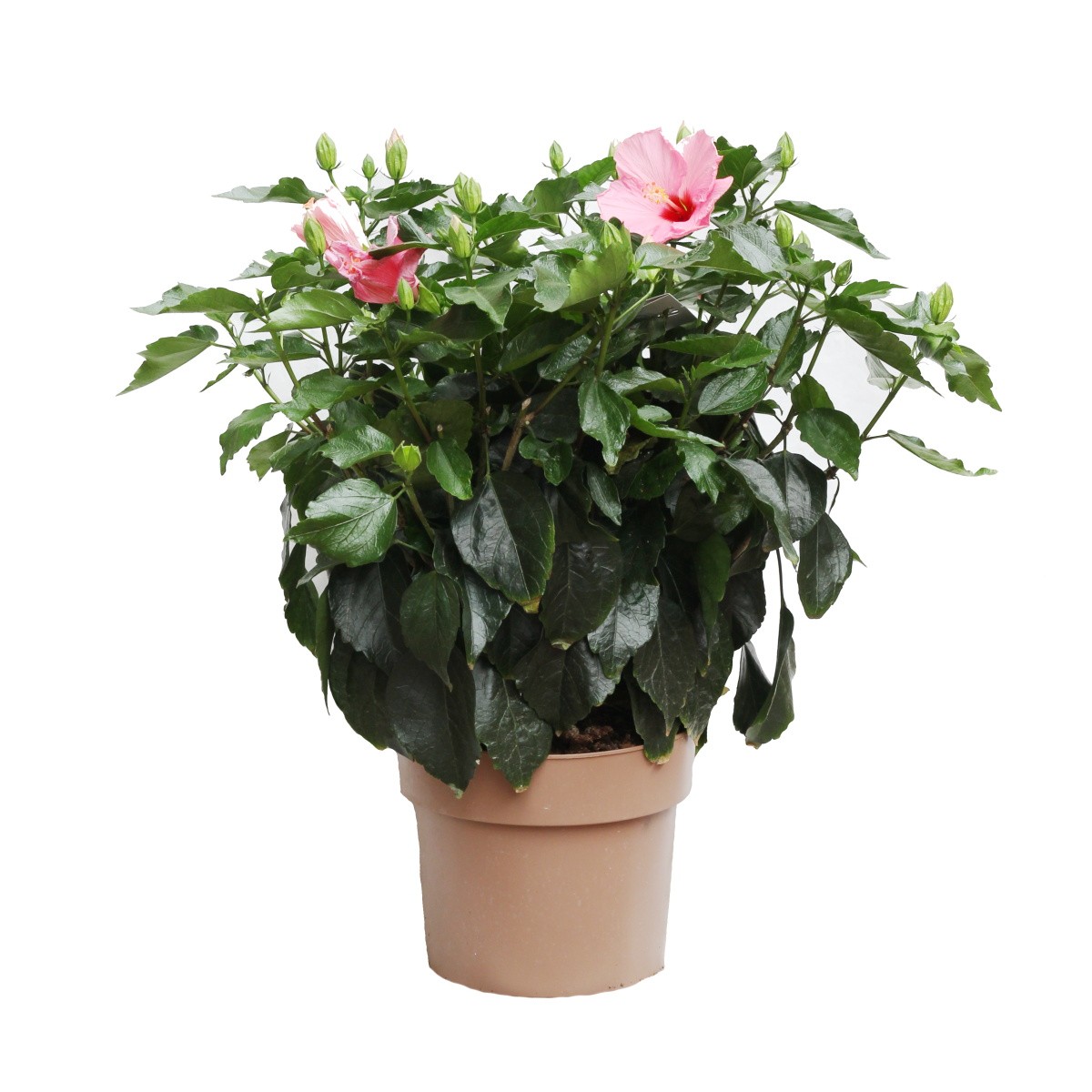 Kvetoucí pokojové rostliny - Ibišek pokojový mix květináč 24cm