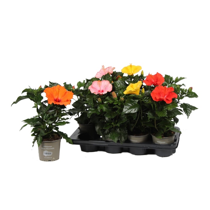 Kvetoucí pokojové rostliny - Ibišek Sunny mix květináč 17cm