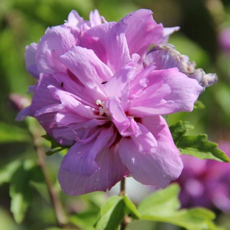 Listnaté stromky a stromy - Ibišek syrský 'Ardens' kmínek 60cm, květináč 9 litrů