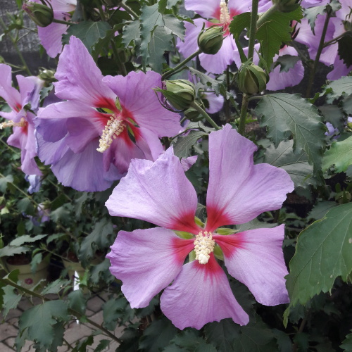 Keře okrasné květem - Ibišek syrský Big Hibiskiss květináč 6 litrů, výška 40/60cm, keř