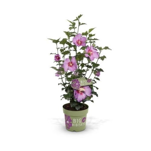 Ibišek syrský Big Hibiskiss květináč 6 litrů, výška 40/60cm, keř-0