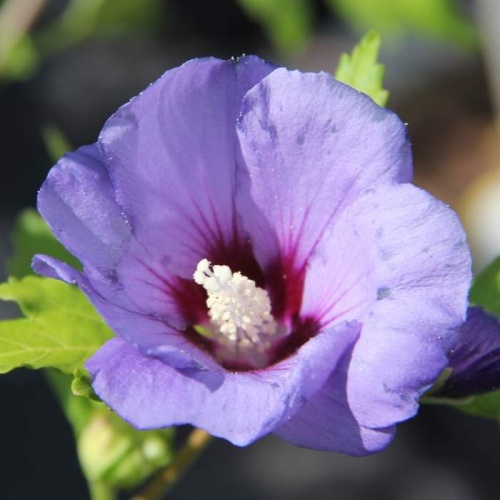 Listnaté stromky a stromy - Ibišek syrský 'Blue Bird' kmínek 1/2, 15 litrů