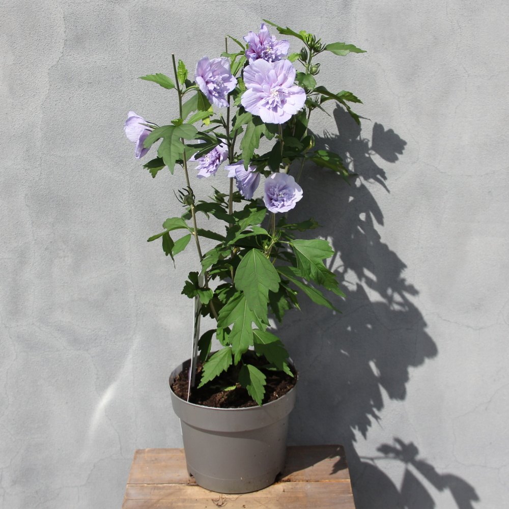 Keře okrasné květem - Ibišek syrský 'Blue Chiffon' květináč 3 litry, výška 30/40cm, keř