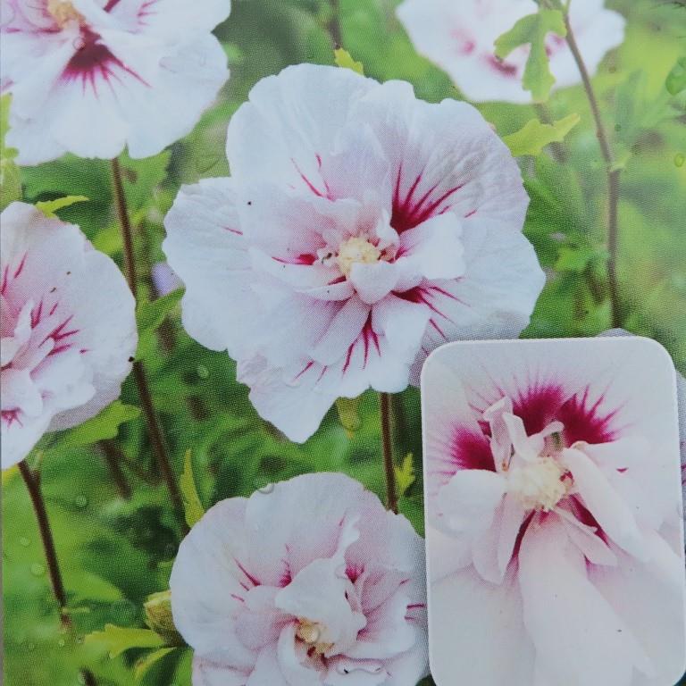 Živé ploty - Ibišek syrský 'China Chiffon'® květináč 2,5 litru, výška 30/40cm, keř