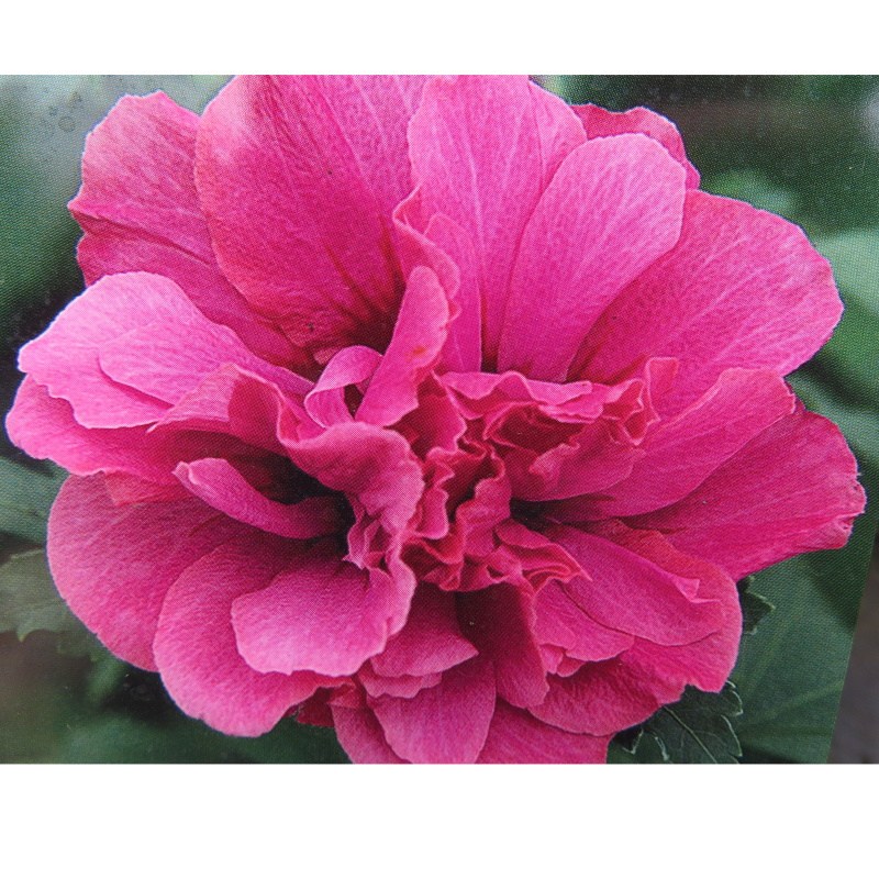 Keře okrasné květem - Ibišek syrský 'Duc de Brabant' 3 litry