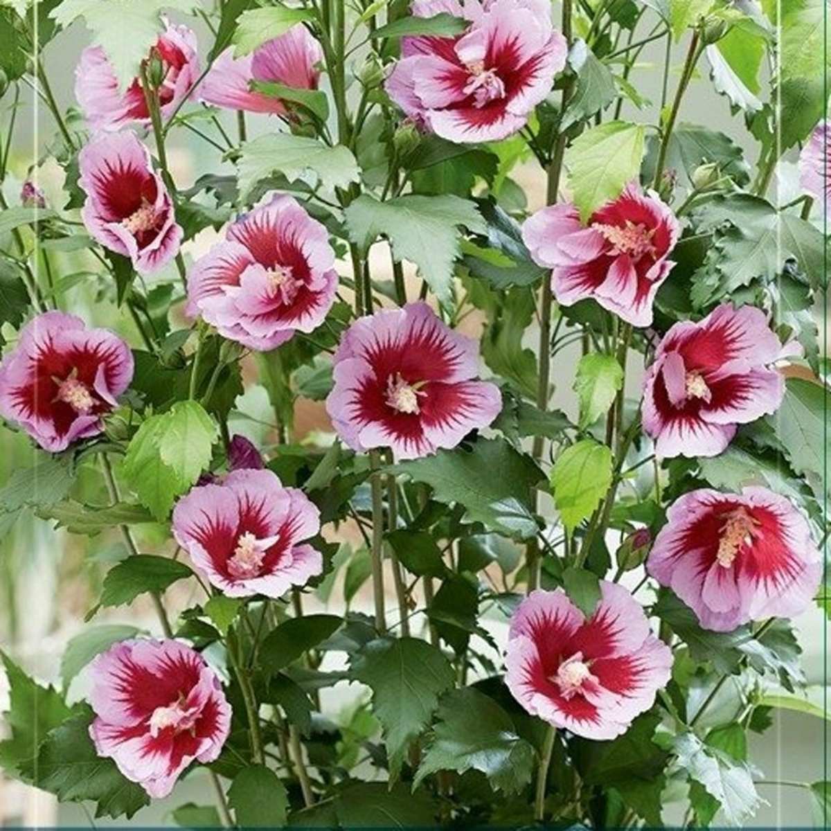 Keře okrasné květem - Ibišek syrský Flower Tower Purple květináč 3 litry