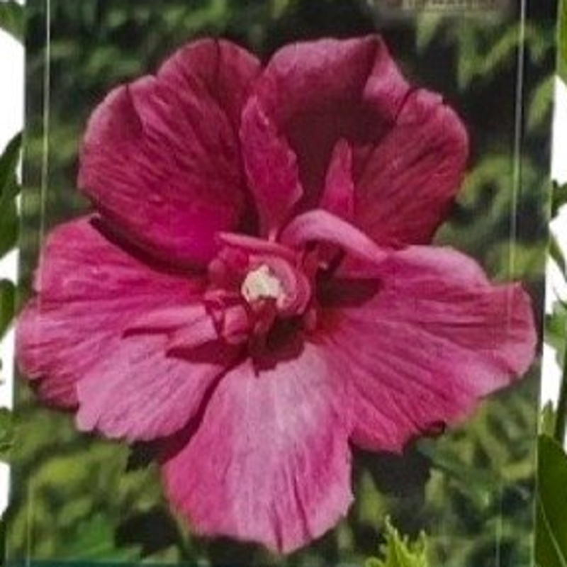 Keře okrasné květem - Ibišek syrský Flower Tower Ruby výška 30/40cm, květináč 2,5 litru