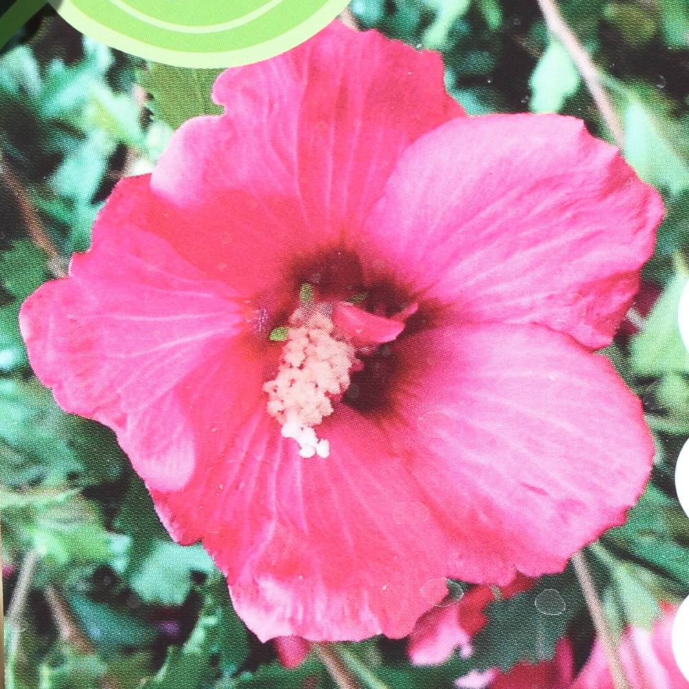 Keře okrasné květem - Ibišek syrský Flower Tower Ruby výška 60/80cm, květináč 5 litrů