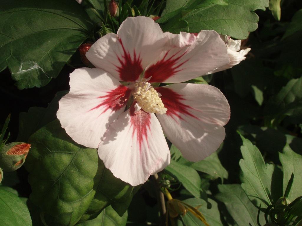 Ibišek syrský Hamabo 3 litry-0