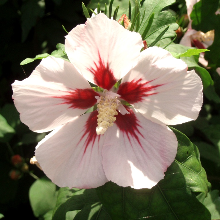 Listnaté stromky a stromy - Ibišek syrský Hamabo kmínek 60cm, květináč 9 lirů