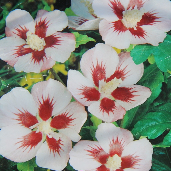 Rostliny - Ibišek syrský 'Hamabo' květináč 10 litrů, výška 60/80cm, keř