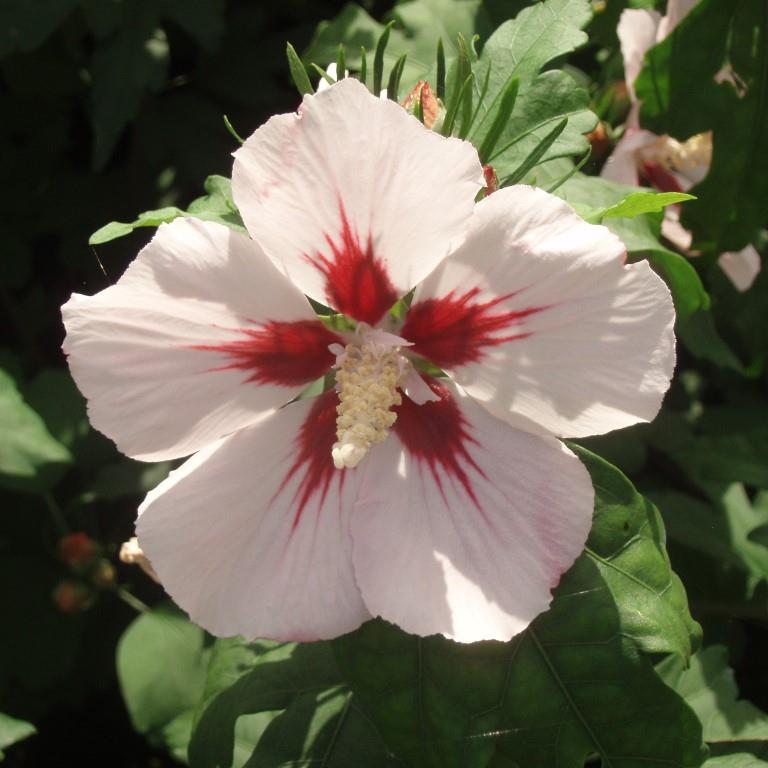 Ibišek syrský 'Hamabo' květináč 10 litrů, výška 60/80cm, keř-0