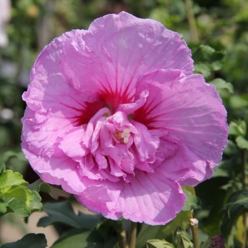 Keře okrasné květem - Ibišek syrský Lavender Chiffon výška 30/40cm, 2,5 litru