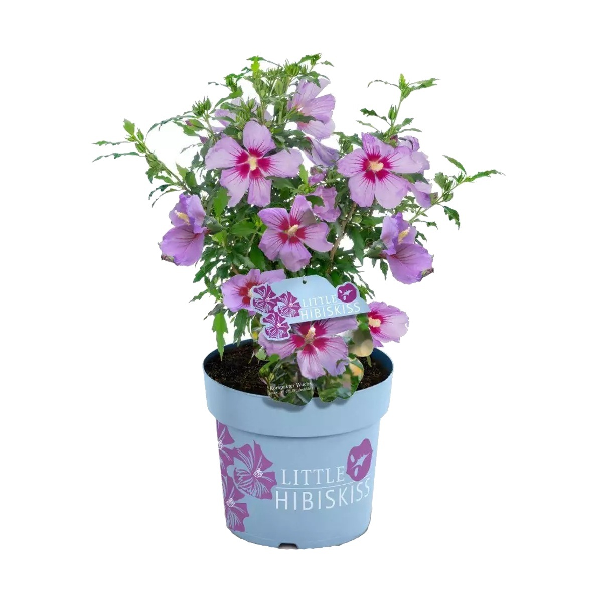 Keře okrasné květem - Ibišek syrský Little Hibiskiss květináč 6 litrů