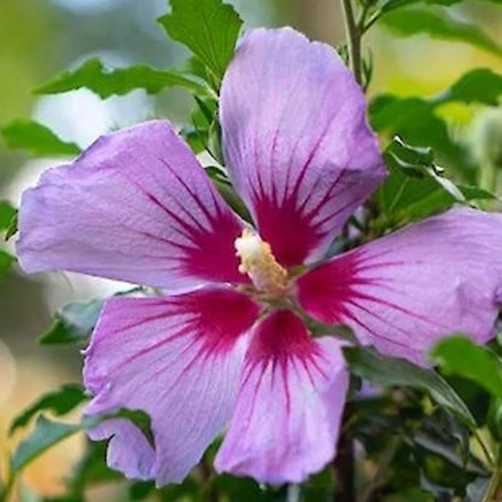 Ibišek syrský Little Hibiskiss květináč 6 litrů-0