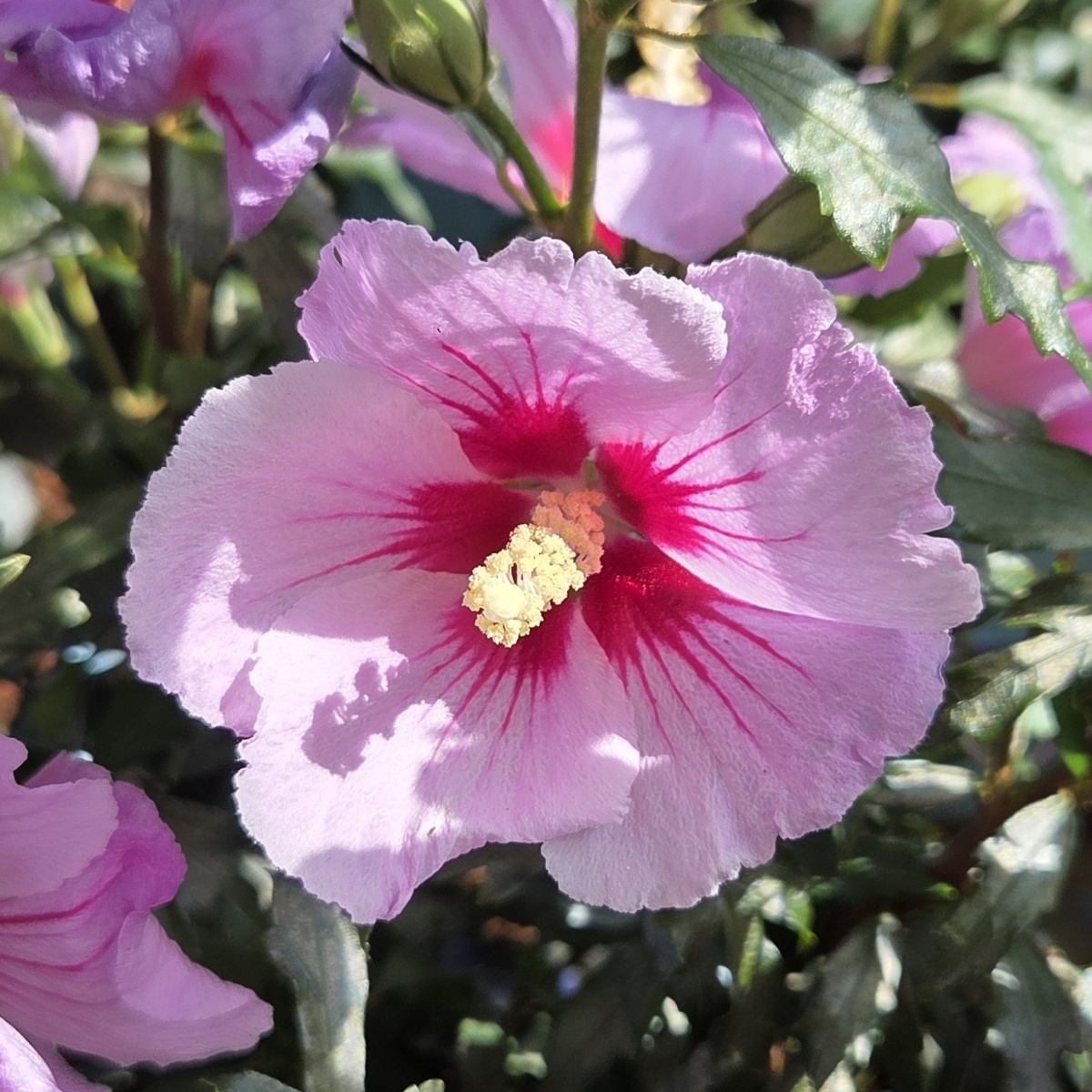 Keře okrasné květem - Ibišek syrský Little Hibiskiss mix, květináč 3,4 litru
