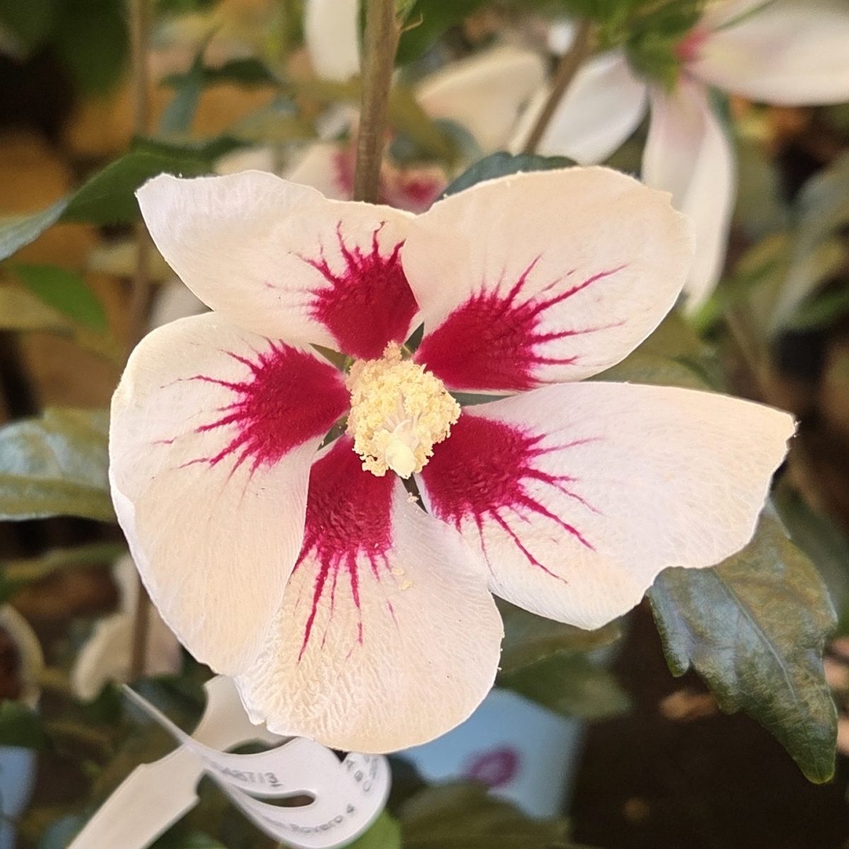 Ibišek syrský Little Hibiskiss mix, květináč 3,4 litru-0