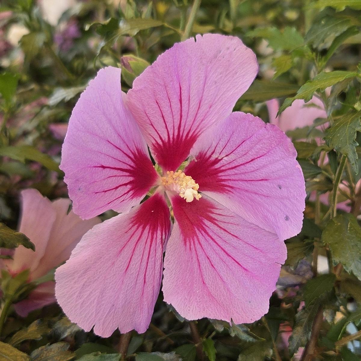 Keře okrasné květem - Ibišek syrský Little Hibiskiss Pink květináč 3,4 litru