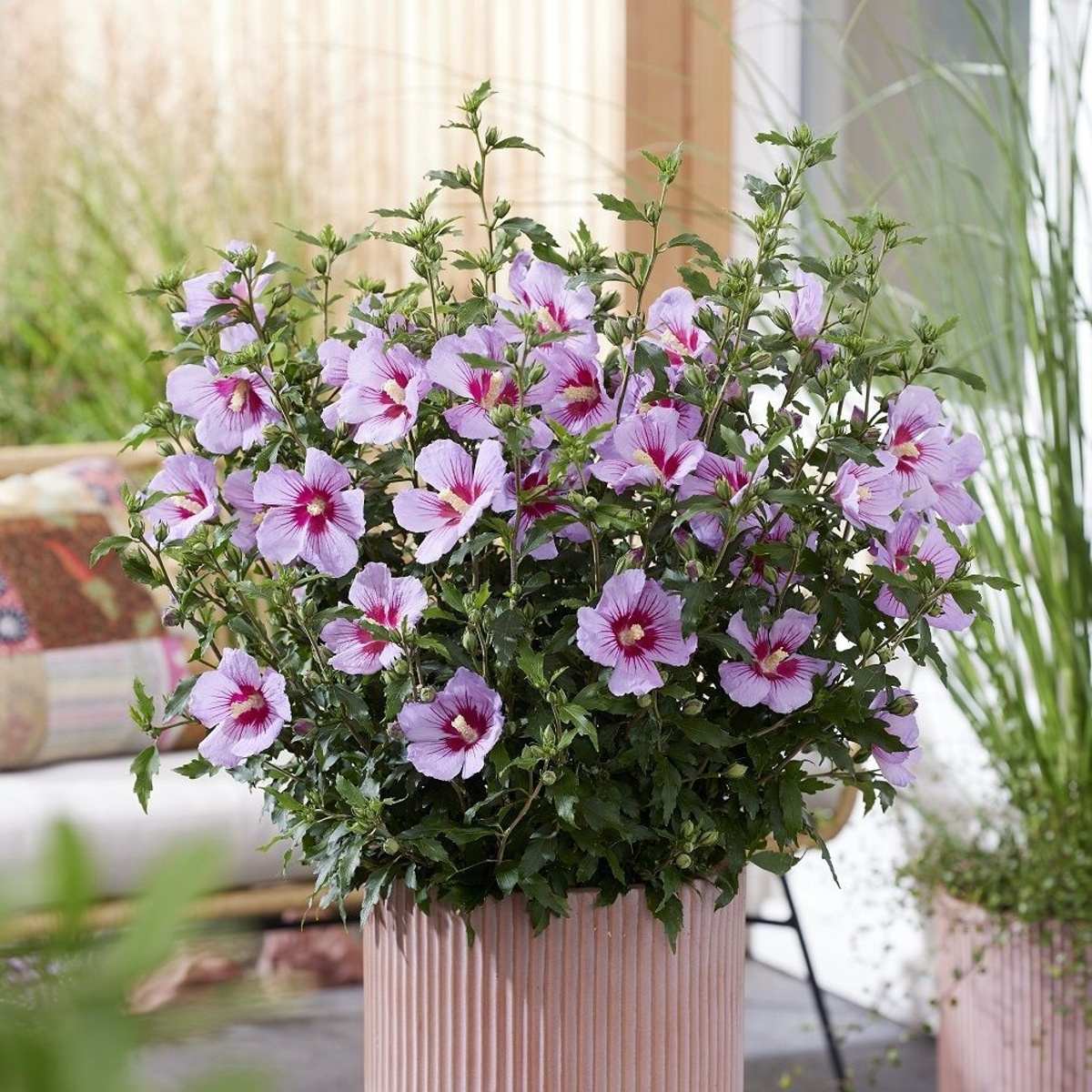 Ibišek syrský Little Hibiskiss Pink květináč 3,4 litru-0