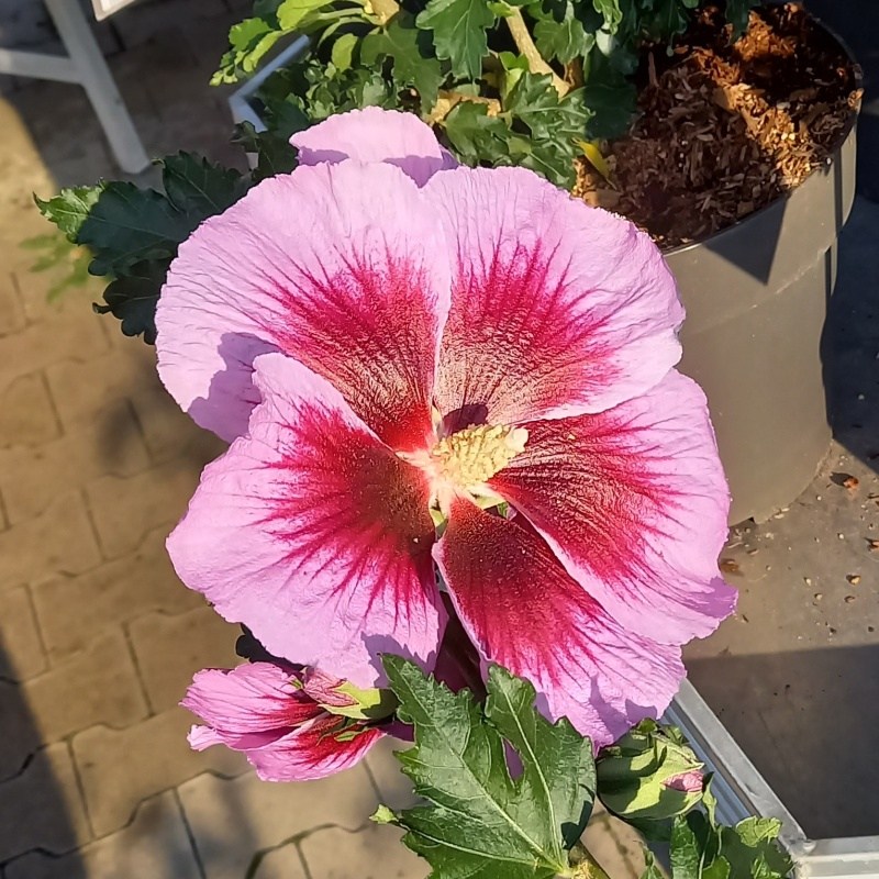 Keře okrasné květem - Ibišek syrský Lunar Eclipse květináč 10 litrů