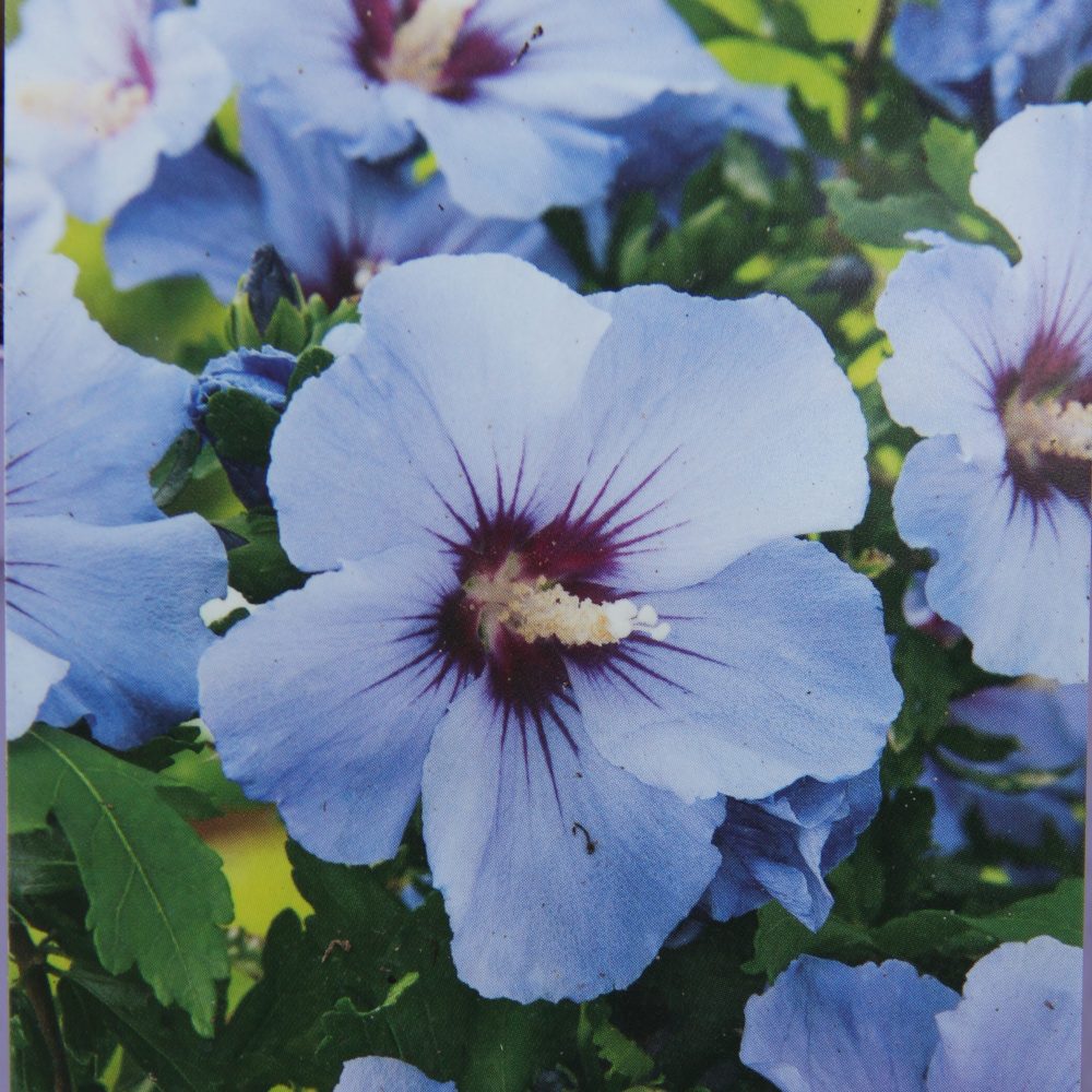 Rostliny - Ibišek syrský 'Marina' květináč 2,5 litru, výška 30/40cm, keř