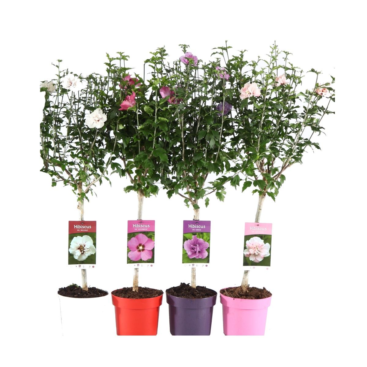 Listnaté stromky a stromy - Ibišek syrský mix, kmínek 30cm, květináč 3 litry