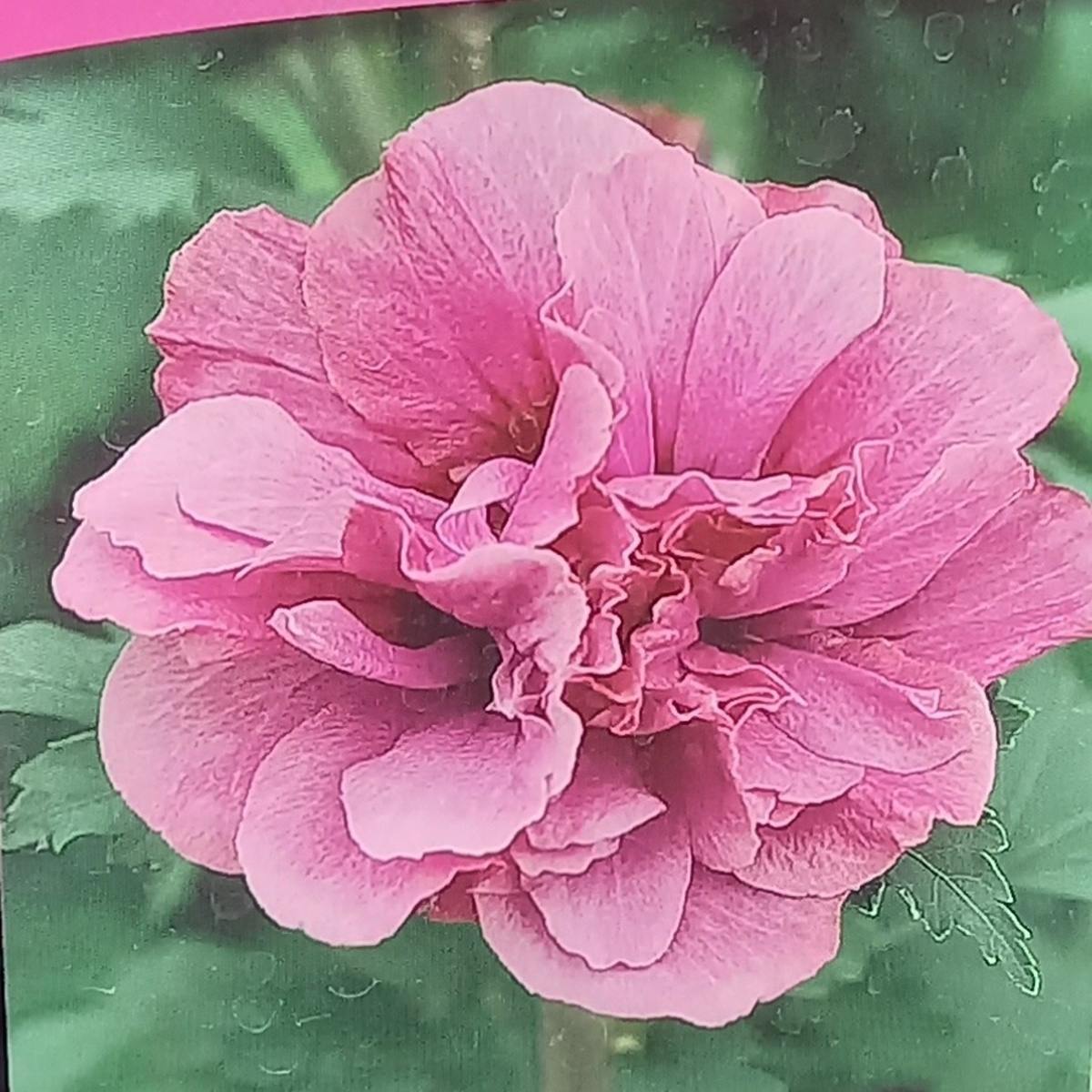 Ibišek syrský mix, kmínek 30cm, květináč 3 litry-0