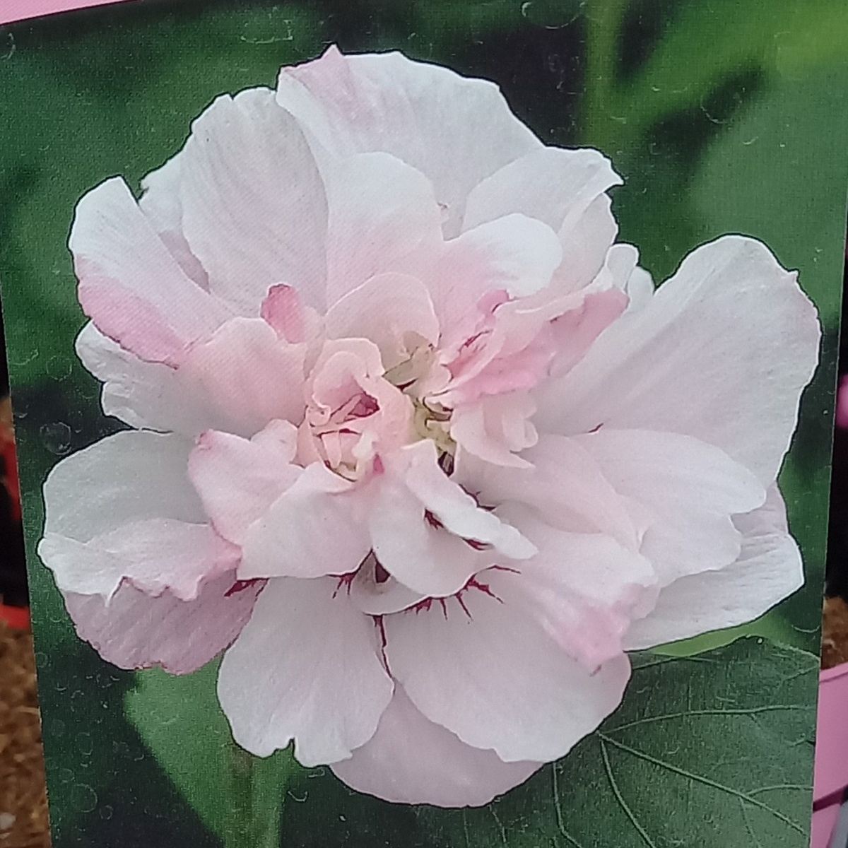 Ibišek syrský mix, kmínek 30cm, květináč 3 litry-1