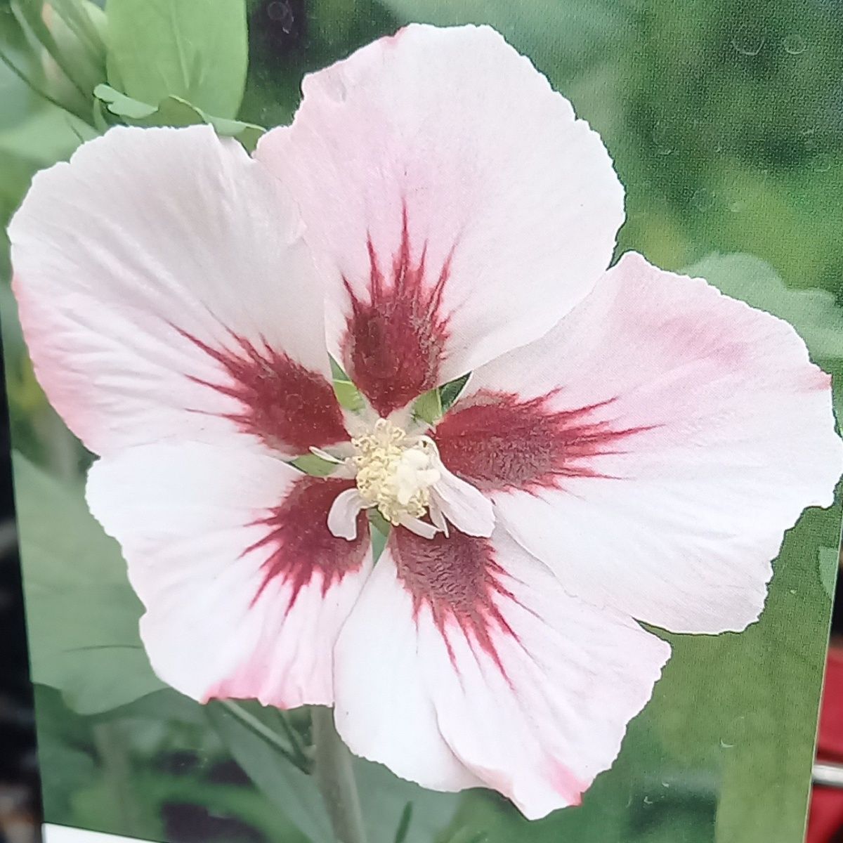 Ibišek syrský mix, kmínek 30cm, květináč 3 litry-2