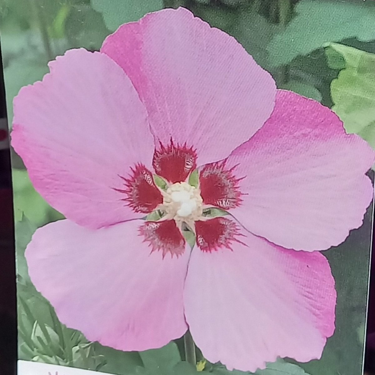 Ibišek syrský mix, kmínek 30cm, květináč 3 litry-3