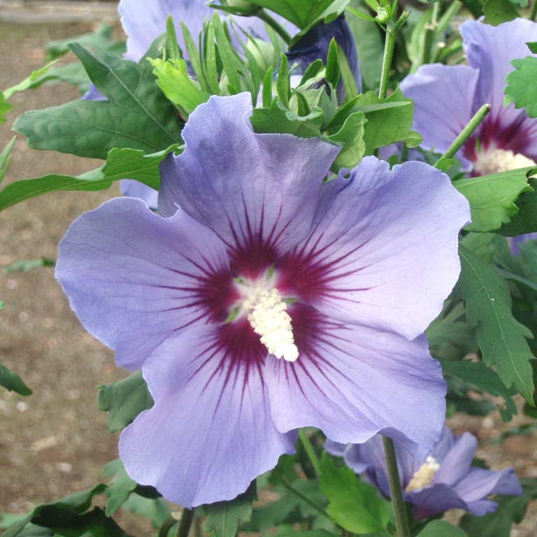 Keře okrasné květem - Ibišek syrský 'Oiseau Bleu' 3 litry