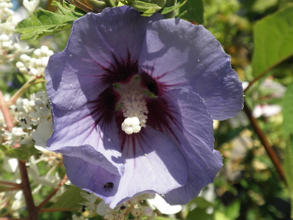 Ibišek syrský 'Oiseau Bleu' 3 litry-0