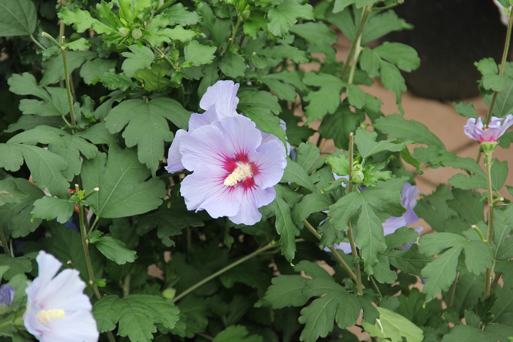 Ibišek syrský 'Oiseau Bleu' 3 litry-1