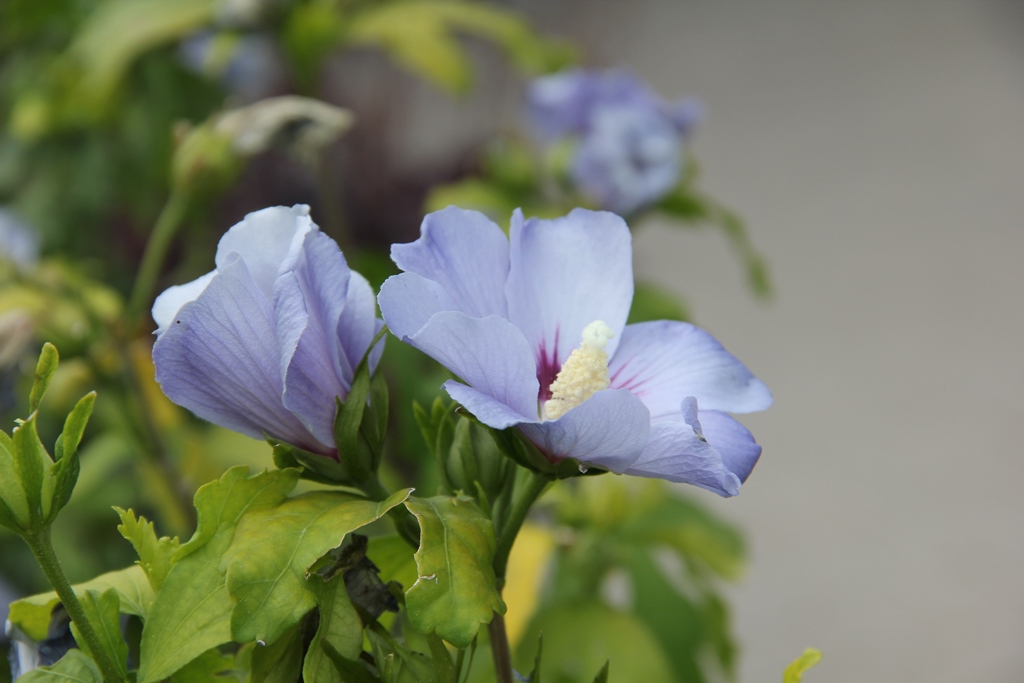 Ibišek syrský 'Oiseau Bleu' 3 litry-2