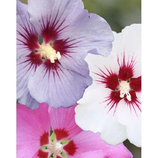 Keře okrasné květem - Ibišek syrský 'Party-Mix' kmínek 60cm, 6 litrů