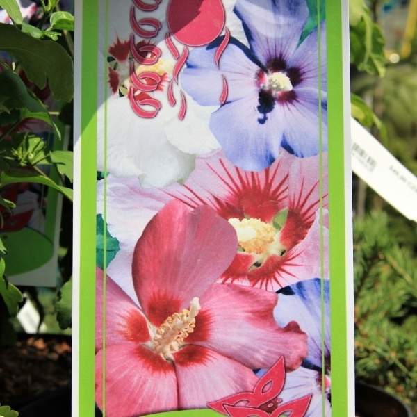 Keře okrasné květem - Ibišek syrský 'Party-Mix' květináč 6 litrů, kmínek 80cm, stromek