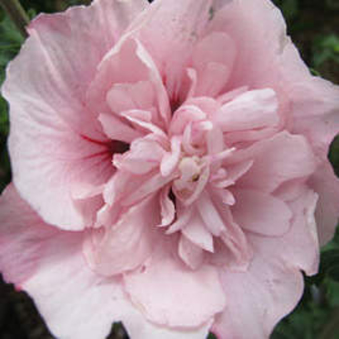 Keře okrasné květem - Ibišek syrský Pink Chiffon výška 30/40cm, květináč 2,5 litru