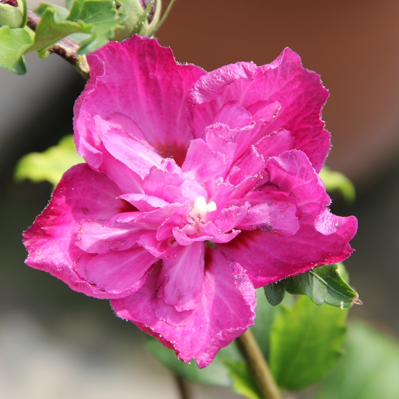 Keře okrasné květem - Ibišek syrský Purple Ruffles květináč 3 litry, výška 30/40cm, keř