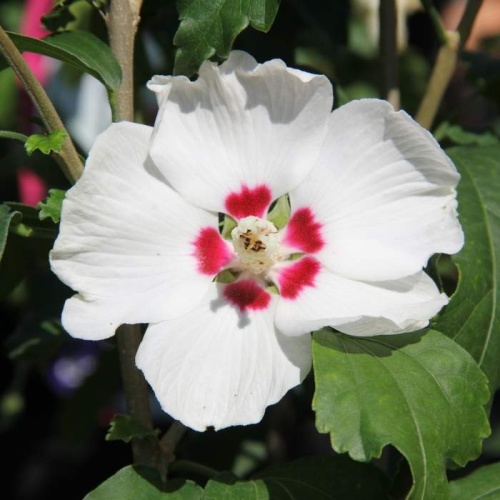 Keře okrasné květem - Ibišek syrský 'Red Heart' výška 100/125cm, 18 litrů