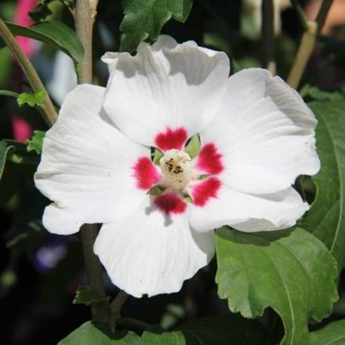 Keře okrasné květem - Ibišek syrský 'Red Heart' výška 60/80cm, květináč 7,5 litru