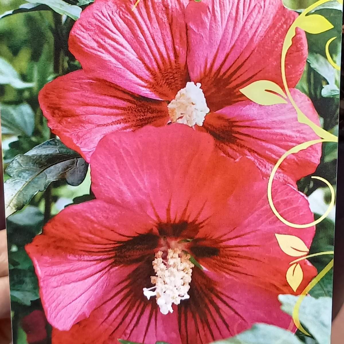 Keře okrasné květem - Ibišek syrský Rote Heinje květináč 3,4 litru