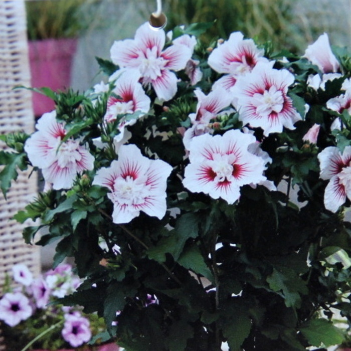 Keře okrasné květem - Ibišek syrský 'Starburst Chiffon' výška 60/80cm, květináč 7,5 litru