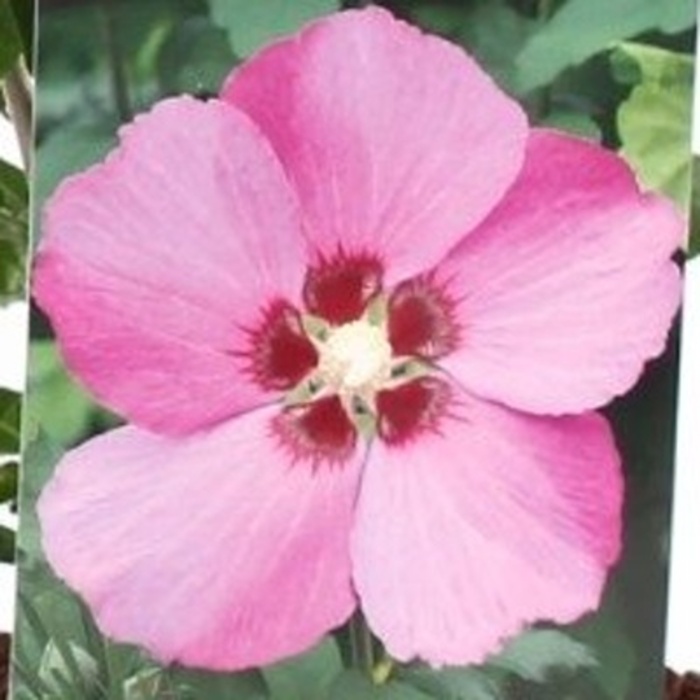 Rostliny - Ibišek syrský 'Woodbridge' květináč 30 litrů