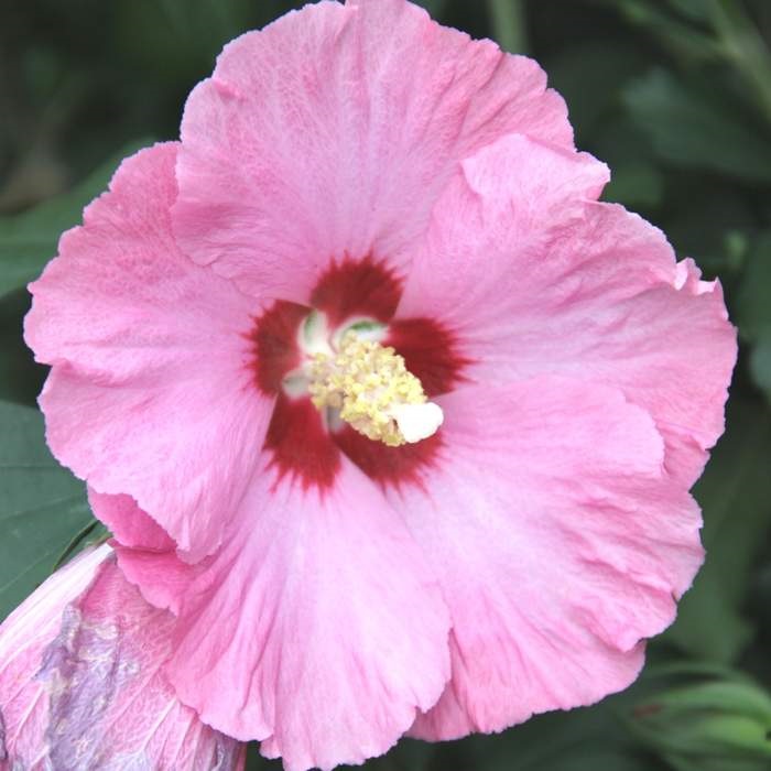 Keře okrasné květem - Ibišek syrský Woodbridge květináč 35 litrů, výška 100/125cm, keř