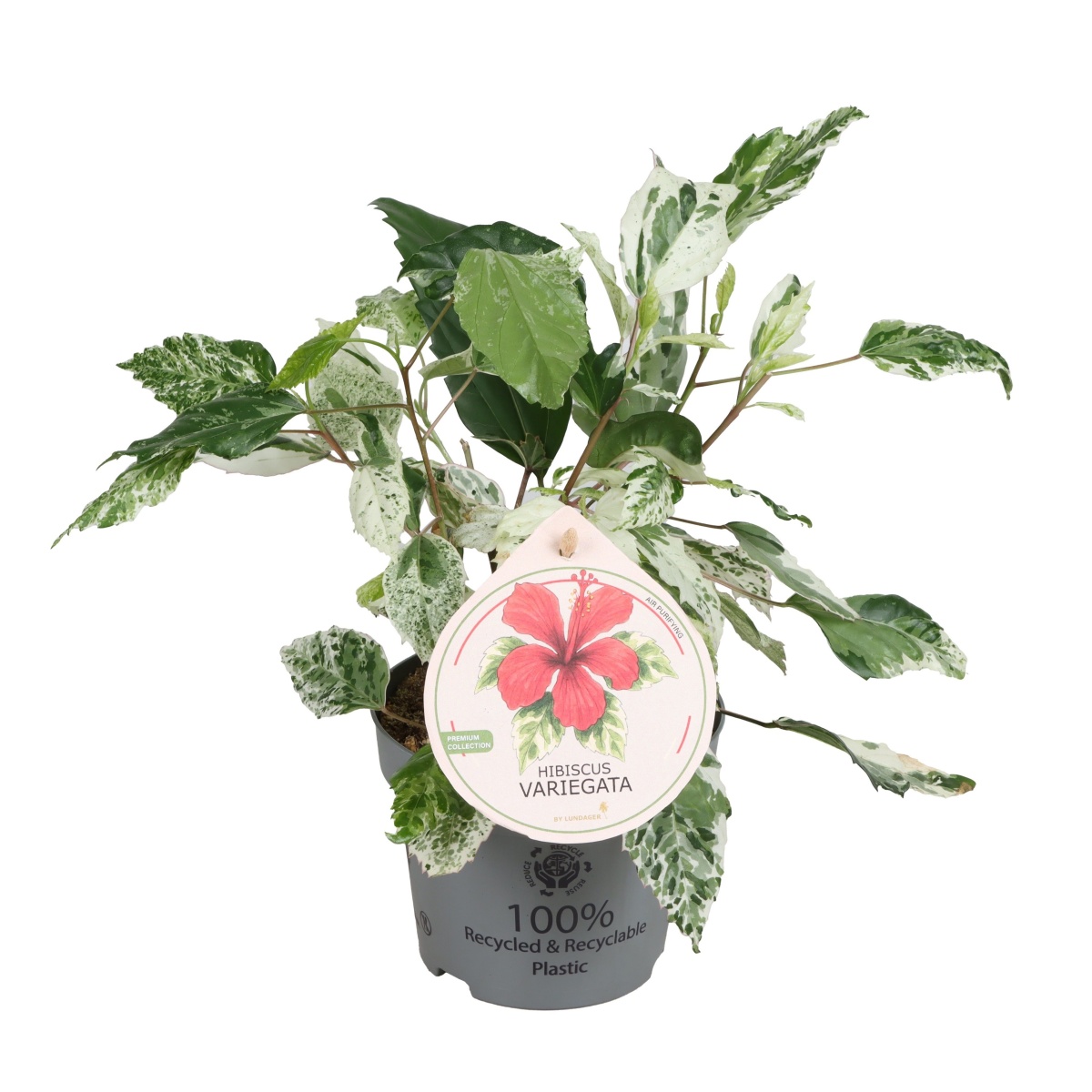 Pokojové rostliny okrasné květem - Ibišek Variegata květináč 12cm