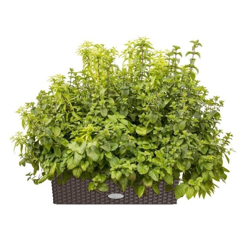 Jedlá zahrada - Ice tea Lechuza