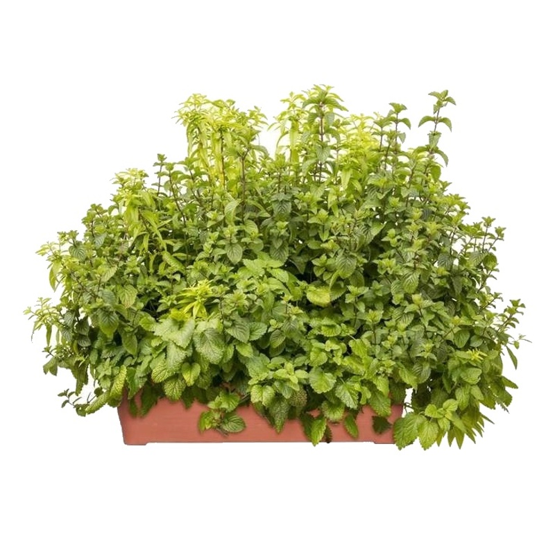 Jedlá zahrada - Ice tea