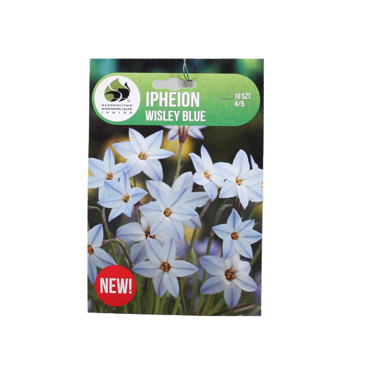 Rostliny - Ifejon Wisley Blue 10ks