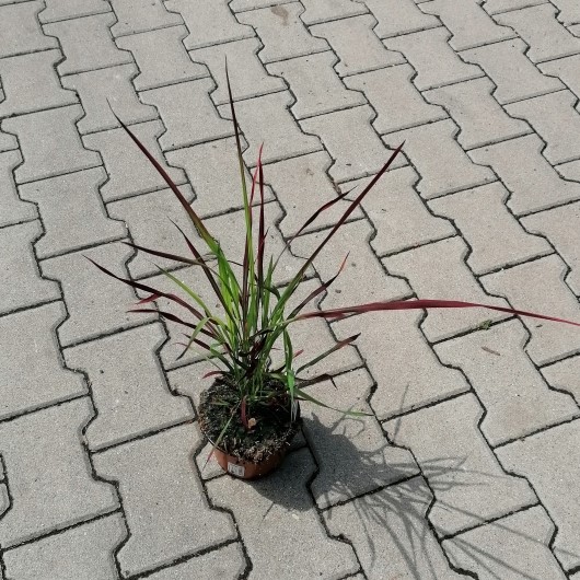 Traviny - Imperata cylindrica 'Red Baron' P15