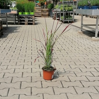 Imperata cylindrica 'Red Baron' P15-0